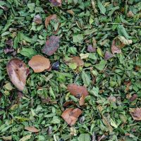 After Eat loose leaf blend
