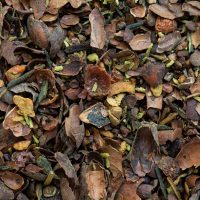 Cocoa-Nut Green loose leaf blend