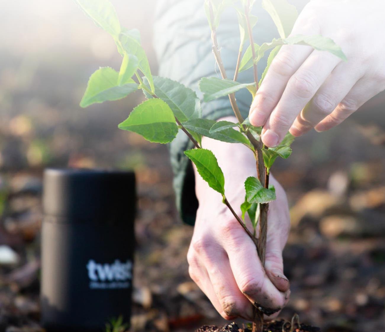 Hands planting a tea seedling beside a Twist caddy
