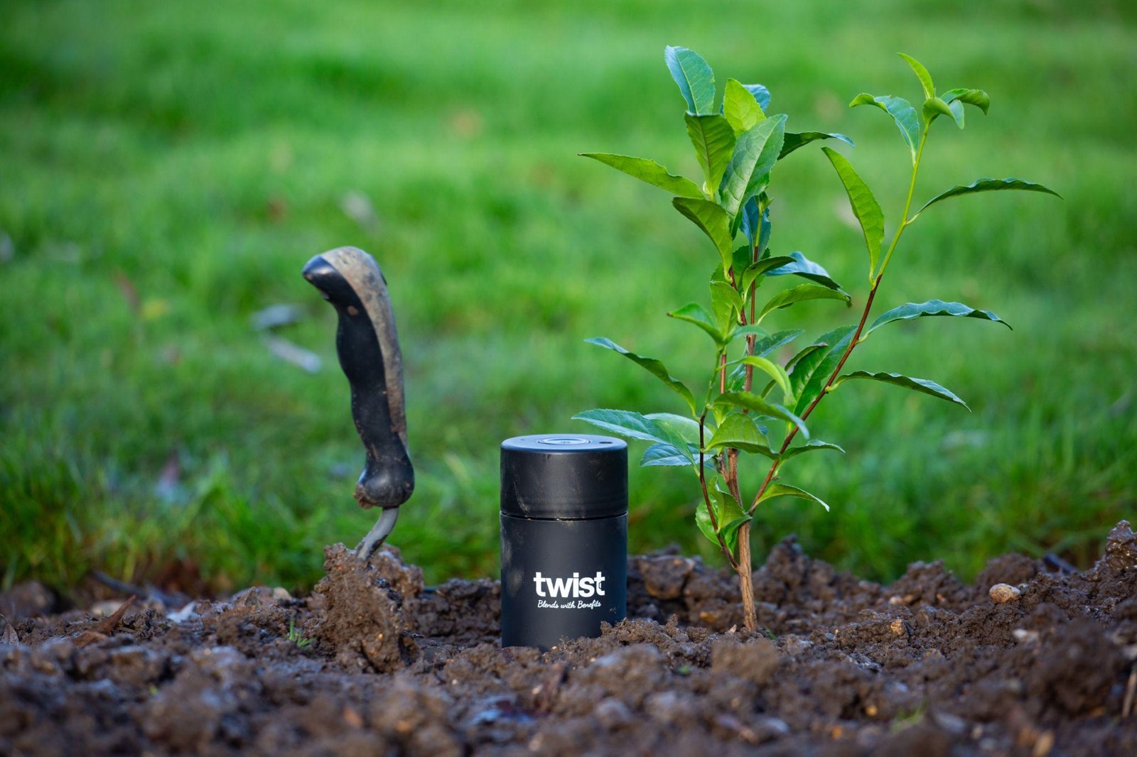 A young tea plant in the soil beside a Twist caddy